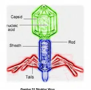 Gambar 31.Struktur Virus. 