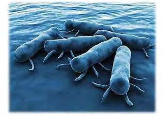 Gambar 4.  Salmonella.  (Dalam perbesaran maksimal) Blog.nativefoods.com 