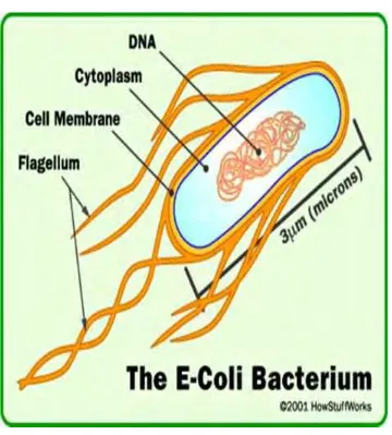 Gambar 7. Bakteri E. coli. Sumber: trussty.jasmine.blogspot.com 