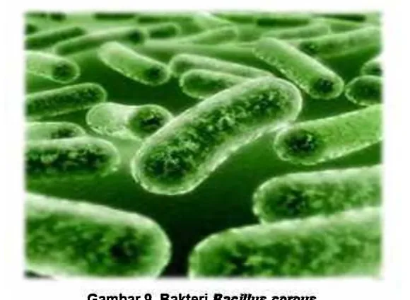 Gambar 8. Bakteri E. coli. Sumber: migg.wordpress.com 