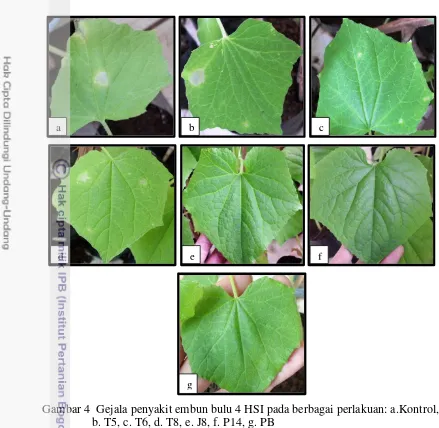 Gambar 4  Gejala penyakit embun bulu 4 HSI pada berbagai perlakuan: a.Kontrol, 