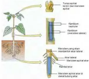 Gambar 5. Jaringan Meristem pada Pohon  