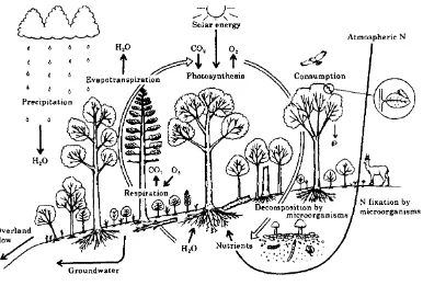 Gambar 6. Ekosistem Hutan 