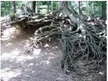 Gambar 8. Pohon dengan akar banir yang kokoh 