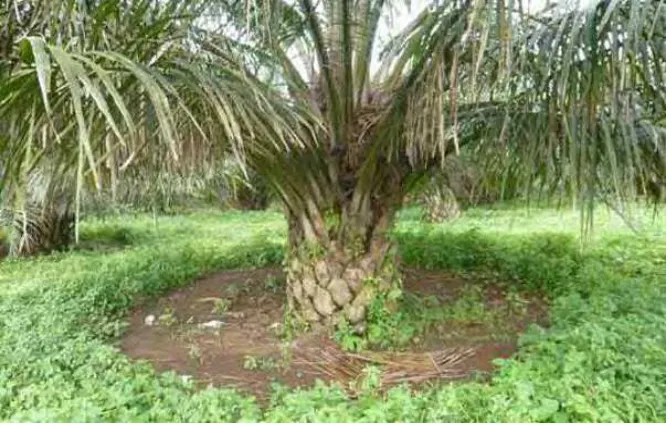 Gambar 12. Brush cutter 