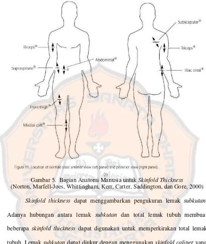 Gambar 5. Bagian Anatomi Manusia untuk Skinfold Thickness