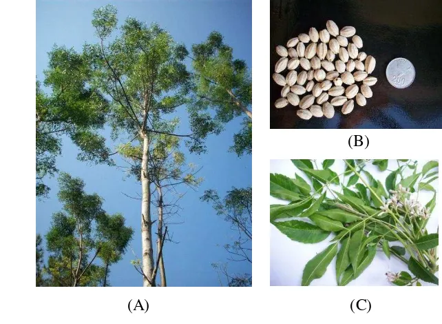 Gambar 2  Profil pohon (A), buah (B) dan daun (C) Melia azedarach L (Koleksi 