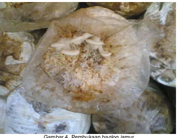Gambar 4. Pembukaan baglog jamur 