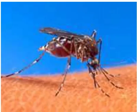 Gambar 1. Nyamuk Aedes aegypti (L) (wikipedia.org) 