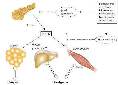 Gambar 4  Patofisiologi hiperglikemia dan peningkatan sirkulasi asam lemak 