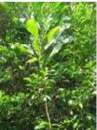 Gambar 4. Tanaman Maitan (Lunasia amara Blanco) (Macabeo et al., 2008) 