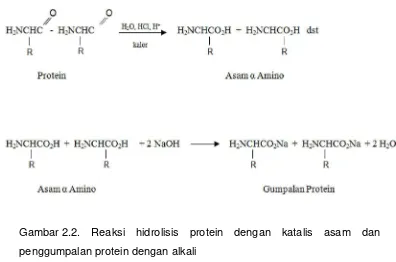 Gambar 2.2. Reaksi hidrolisis protein dengan katalis asam dan 