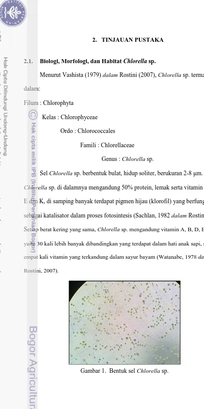 Gambar 1.  Bentuk sel Chlorella sp. 