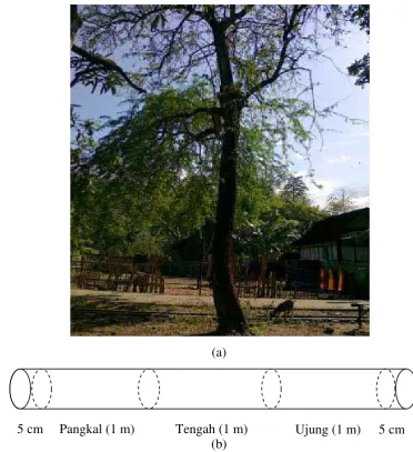 Gambar 1  Pohon Kawista (a), skema pemotongan batang pohon Kawista  
