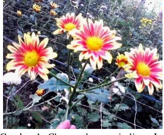 Gambar 1. Chrysanthemum indicum L. 