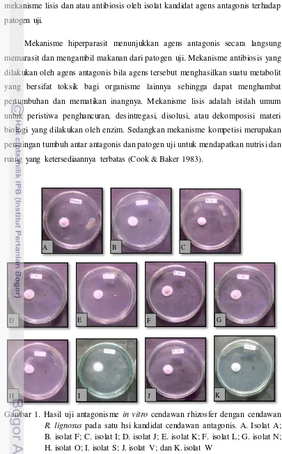 Gambar 1. Hasil uji antagonisme in vitro cendawan rhizosfer dengan cendawan  