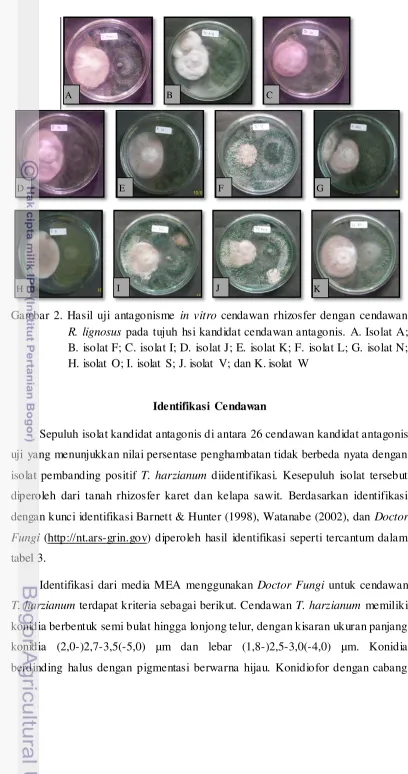 Gambar 2. Hasil uji antagonisme in vitro cendawan rhizosfer dengan cendawan  
