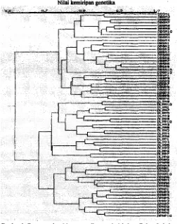 Gambar 1. Fcnogram kemiripan genetika populasi kclapa Dalam Lubuk Dalam 
