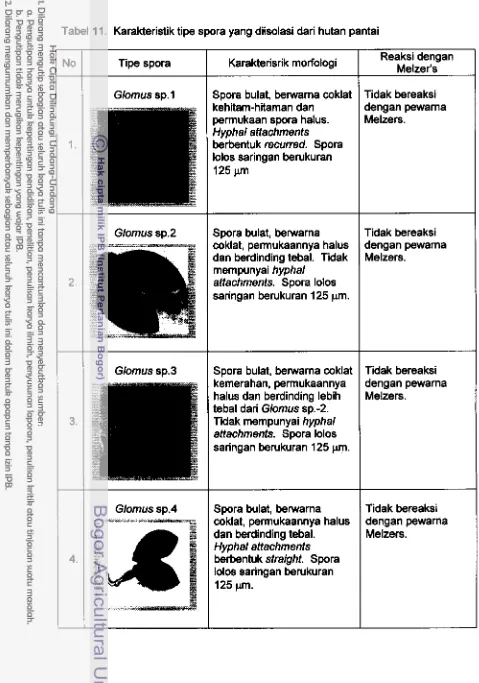 Tabel 1 1. Karakteristik tipe spora yang diisolasi dari hutan pantai 