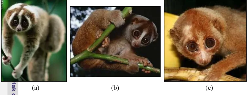 Gambar 4  Jenis spesies kukang (a) sumatera; (b) jawa; (c) kalimantan. 