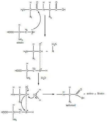 Gambar 1. Mekanisme reaksi hidrolisis ikatan peptida (Wirahadikusumah,2008) 
