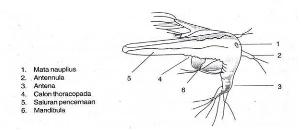 Gambar 1. Tahap Penetasan Artemia salina L. (diadaptasi dari Isnansetyo, 1995). 