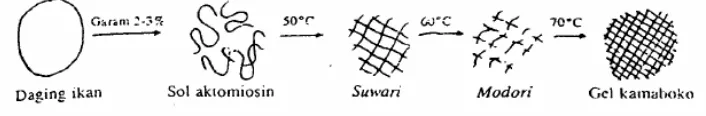 Gambar 3 Mekanisme pembentukan gel ikan (Suzuki 1981) 