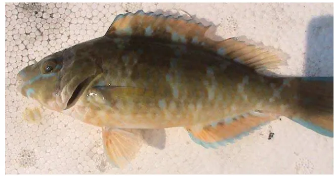 Gambar 3. Ikan lape (Scarus ghobban) 