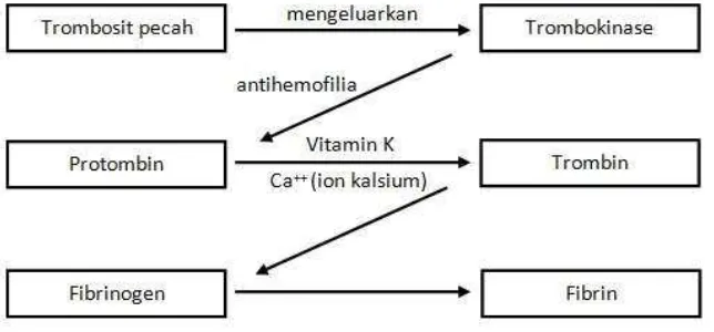 Gambar 1. Mekanisme pembekuan darah. 