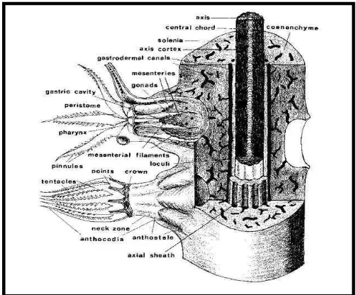 Gambar 1. Penampang vertikal polip karang lunak (Bayer, 1956) 