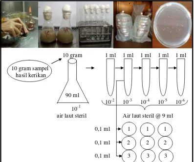 Gambar 5. Proses isolasi bakteri asosiasi karang lunak 