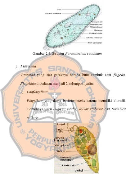 Gambar  2.5. Struktur Euglena