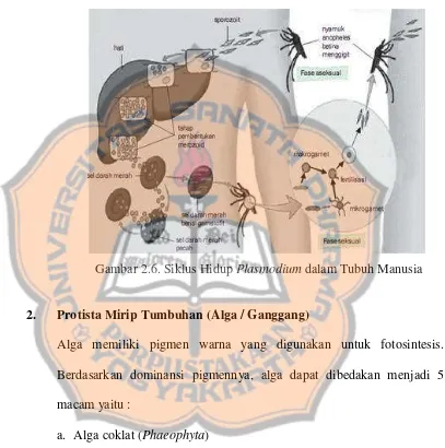 Gambar 2.6. Siklus Hidup Plasmodium dalam Tubuh Manusia 
