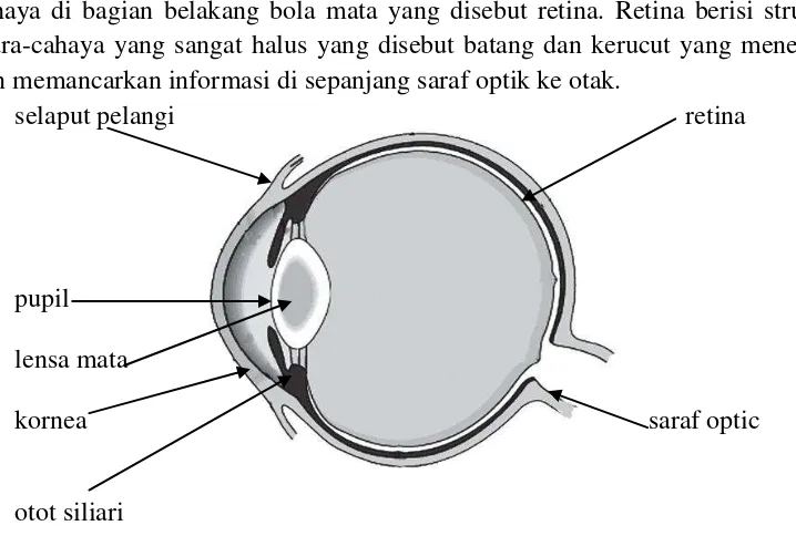 Gambar 2.1 Diagram mata manusia (Sumarsono, 2009: 112) 
