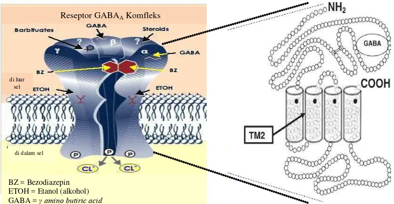 Gambar 2. Reseptor GABAA terdiri dari lima subtipe (pentamer) 2α, βß, dan 1�, m asing masing subtipe mempunyai N-terminal  binding site,  terdiri dari 450 asam amino, 4-transmembran (TM) sebagai saluran ion dan tempat terikatnya anestetika (Sumber: Cameron