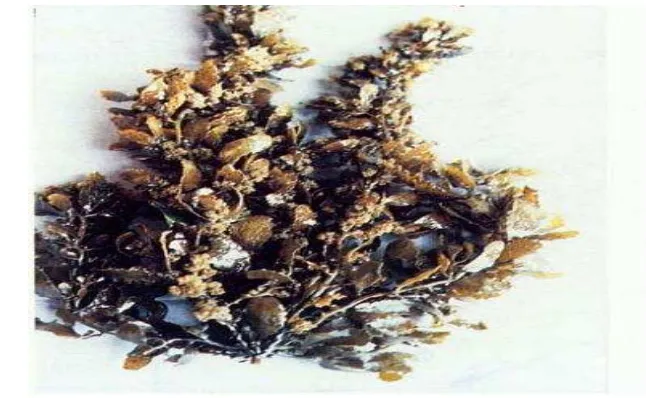 Gambar 1  Rumput laut coklat (Sargassum sp)             Sumber :  Kadi (2010). 