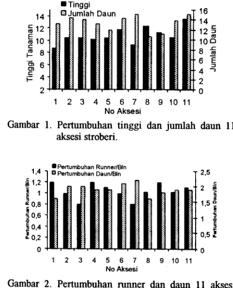 Gambar . 2. Pertumbuhan runner dan daun II aksesl stroberi setiap bulan.