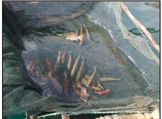 Gambar 6. Ikan Kerapu Sunu dalam KJA di Perairan Pulau Semujur 