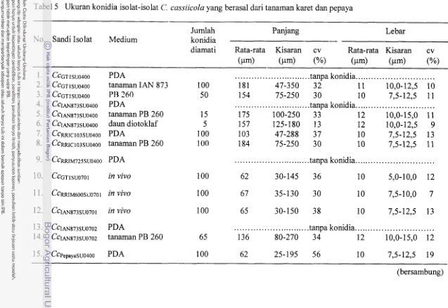 Tabel 5 Ukuran konidia isolat-isolat C. cassiicola yang berasal dari tanaman karet dan pepaya 