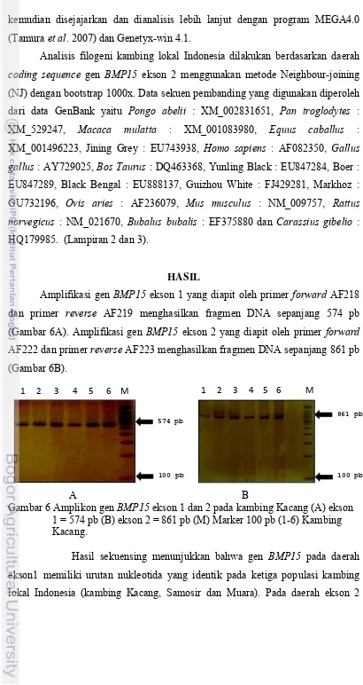 Gambar 6 Amplikon gen BMP15 ekson 1 dan 2 pada kambing Kacang (A) ekson 