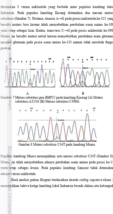 Gambar 7 Mutasi substitusi gen BMP15 pada kambing Kacang (A) Mutasi    