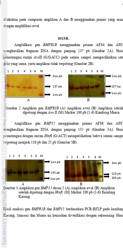 Gambar 2 Amplikon gen BMPR1B (A) Amplikon awal (B) Amplikon setelah 