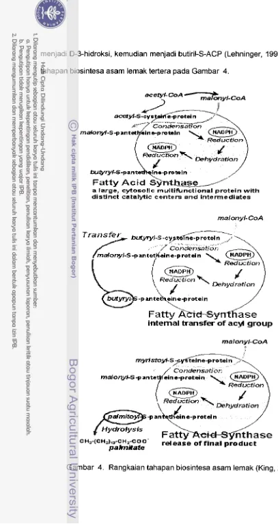 Gambar 4. Rangkaian tahapan biosintesa asam lemak (King, 2001) 