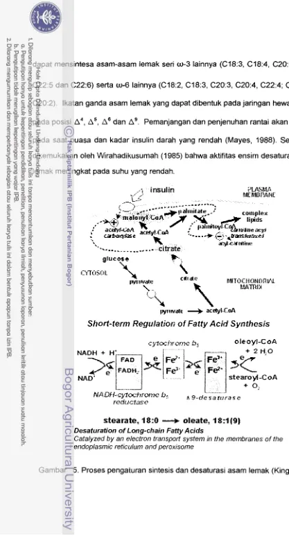 Gambar 5. Proses pengaturan sintesis dan desaturasi asam lemak (King, 2001) 