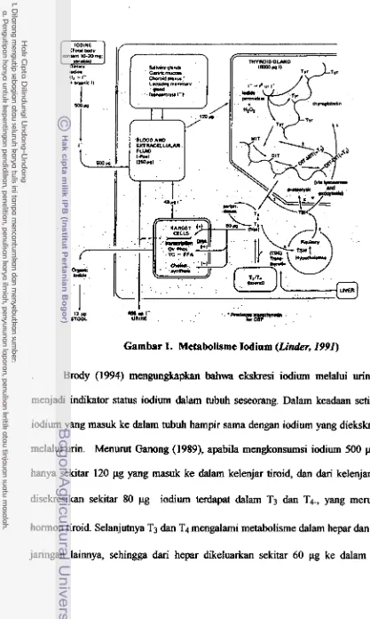 Gambar 1. Metabolisme Iodium (Li&r, 