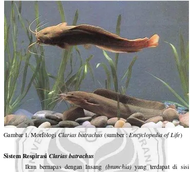 Gambar 1. Morfologi Clarias batrachus (sumber : Encyclopedia of Life) 