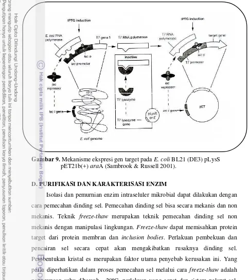 Gambar 9. Mekanisme ekspresi gen target pada E. coli BL21 (DE3) pLysS 