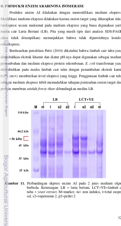 Gambar 11. Perbandingan ekpresi enzim AI pada 2 jenis medium ekpresi 