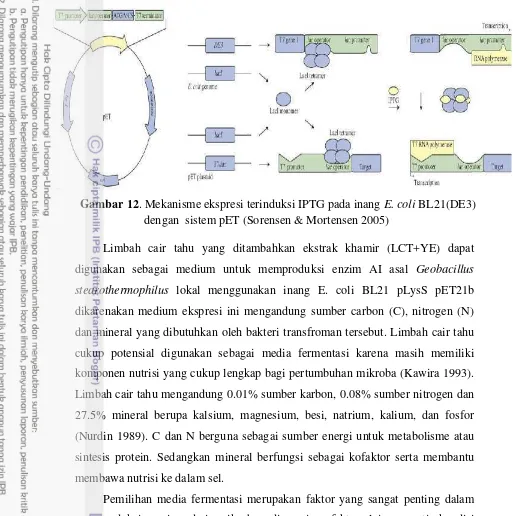 Gambar 12. Mekanisme ekspresi terinduksi IPTG pada inang E. coli BL21(DE3) 