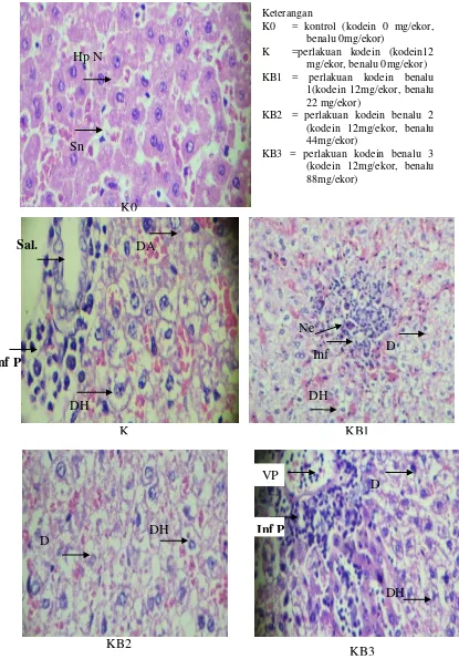Gambar 6 Histopatologi sel hepar, (Hp N) hepatositnormal; (Snd) sinusoid; (sal E) saluran empedu; (VP) vena porta; (Inf P) inflamasi periportal; (DA) degenerasi albuminosa; (DH) degenerasi hidropik; (DM) degenerasi melemak; (Ne)nekrosis; (Inf) inflamasi/peradangan 